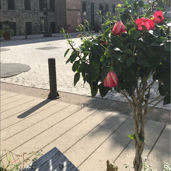 Meet your Posher, Ava - Picture 1 of 1